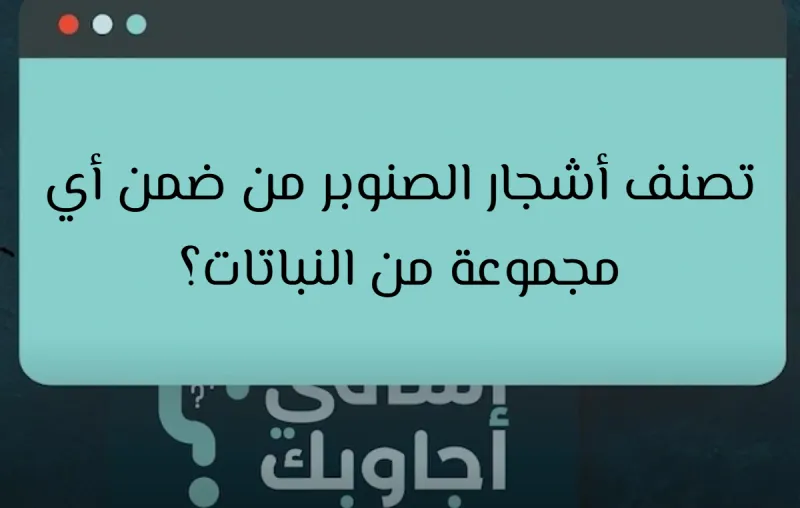 تصنف أشجار الصنوبر من ضمن أي مجموعة من النباتات؟