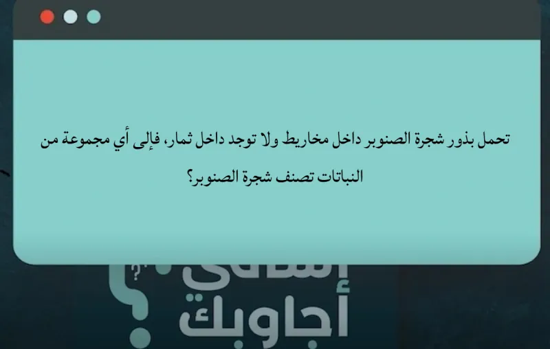 تحمل بذور شجرة الصنوبر داخل مخاريط ولا توجد داخل ثمار، فإلى أي مجموعة من النباتات تصنف شجرة الصنوبر؟